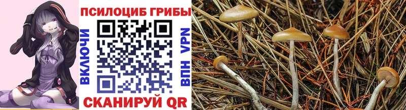 shop Telegram Поронайск Галлюциногенные грибы мицелий блэк спрут маркетплейс